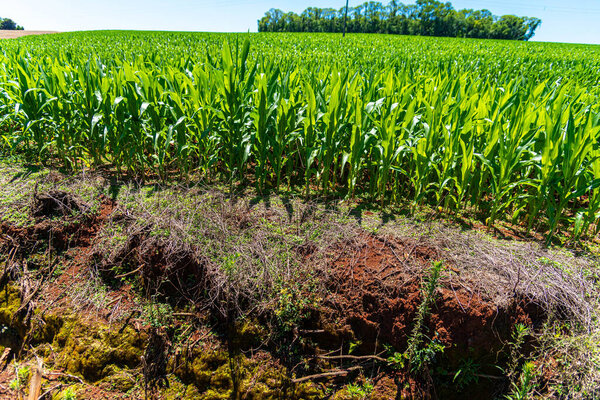 Канал ирригации на кукурузном поле Бразилии.
