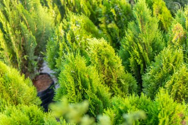 Brezilya 'nın Rio Grande do Sul eyaletindeki Osrio şehrinde rüzgar tarlası