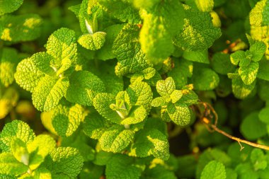 Brezilya 'nın Rio Grande do Sul eyaletindeki Osrio şehrinde rüzgar tarlası
