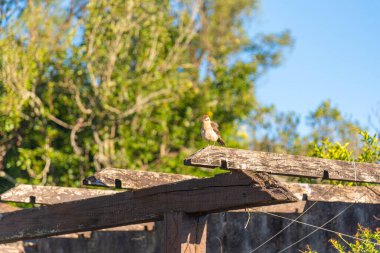 Doğadaki Mimus gilvus kuşu.