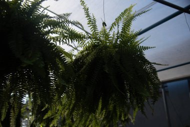 Brezilya 'nın Rio Grande do Sul eyaletindeki Osrio şehrinde rüzgar tarlası