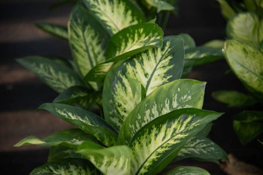 Brezilya 'nın Rio Grande do Sul eyaletindeki Osrio şehrinde rüzgar tarlası