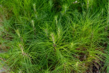 Brezilya 'nın Rio Grande do Sul eyaletindeki Osrio şehrinde rüzgar tarlası