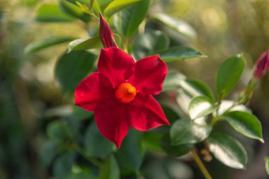 Gül çiçekleri x grandiflora Hort