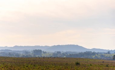 Rural landscape in the pampas of Rio Grande do Sul. clipart