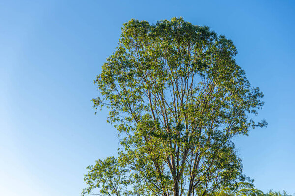 Ветряная электростанция в городе Осрио в штате Риу-Гранди-ду-Сул, Бразилия