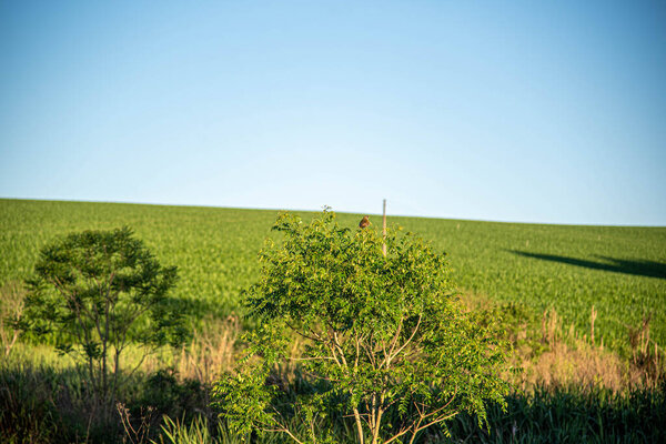 Ветряная электростанция в городе Осрио в штате Риу-Гранди-ду-Сул, Бразилия