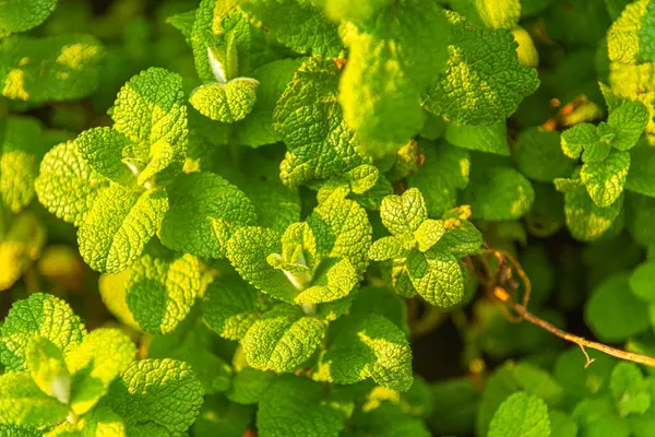 Brezilya 'nın Rio Grande do Sul eyaletindeki Osrio şehrinde rüzgar tarlası