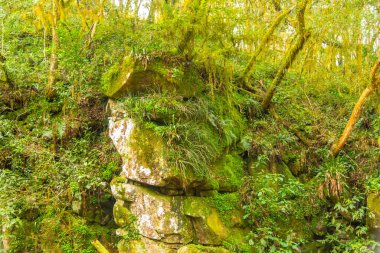 Brezilya 'daki tropikal ormanda taş akıntısı.