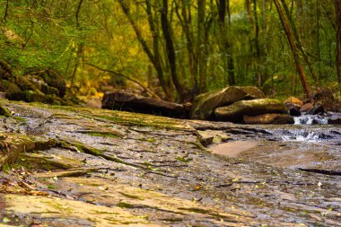 Brezilya 'daki tropikal ormanda taş akıntısı.