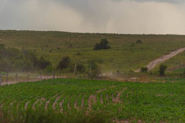 Agricultural fields of the pampa biome in southern Brazil.. clipart