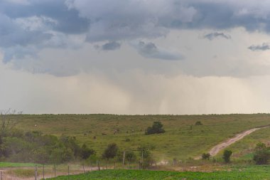 Güney Brezilya 'daki pampa biyolojisinin tarım alanları..