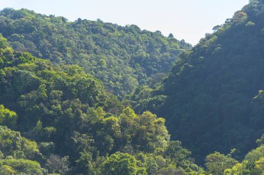 Brezilya 'daki Atlantik Orman rezervi