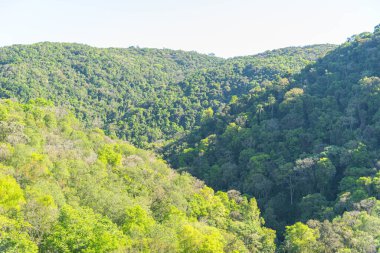 Brezilya 'daki Atlantik Orman rezervi