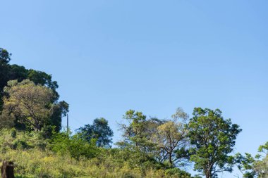 Brezilya 'daki Atlantik Orman rezervi