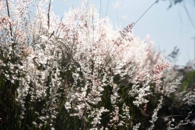 Flowers of the Pampa Biome in contrast with sunlight.. clipart