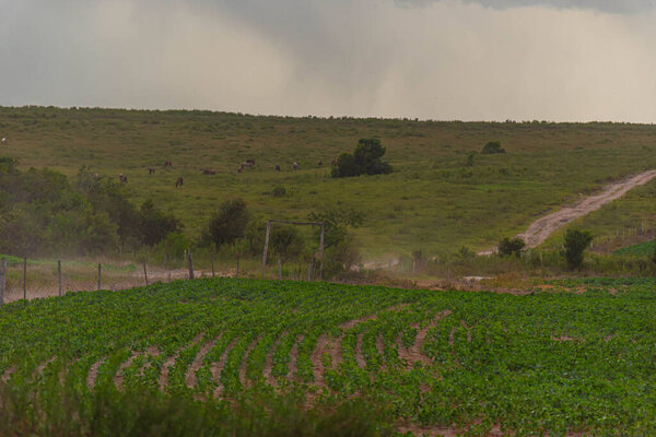 Сельскохозяйственные поля Пампа-биома на юге Бразилии..