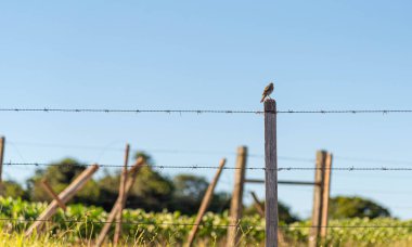 Pampas Biome Birds on Barbed Wire Fence.. clipart