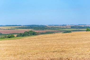 Rio Grande do Sul Brezilya 'daki soya tohumu tarlaları..