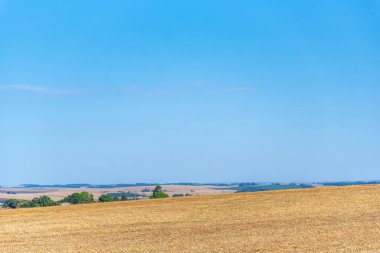 Rio Grande do Sul Brezilya 'daki soya tohumu tarlaları..