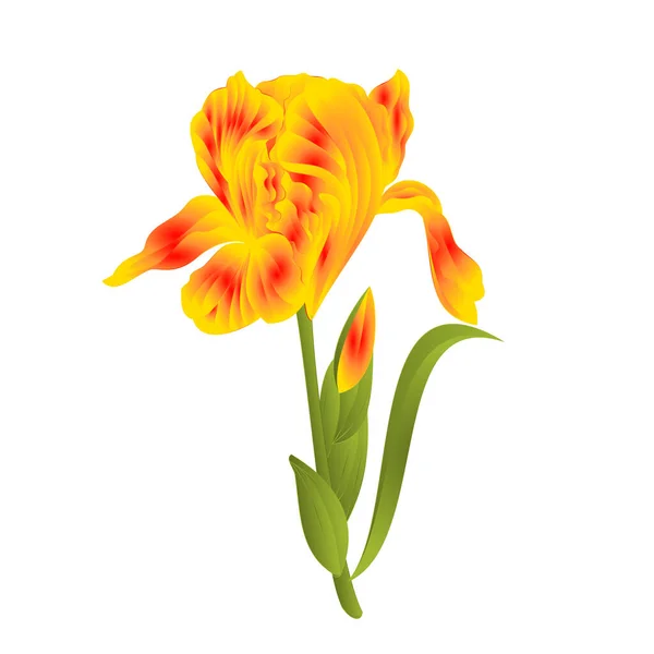Γερμανική Iris Iris Germanica Φύλλα Χρωματιστό Σκίτσο Απομονώνονται Λευκό Φόντο — Διανυσματικό Αρχείο