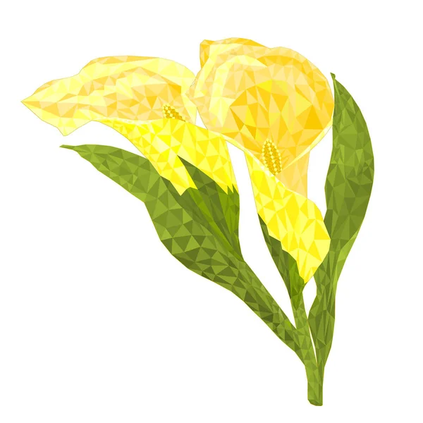Calla Κρίνο Κίτρινα Λουλούδια Και Φύλλα Πολύγωνα Ποώδη Πολυετή Διακοσμητικά — Διανυσματικό Αρχείο