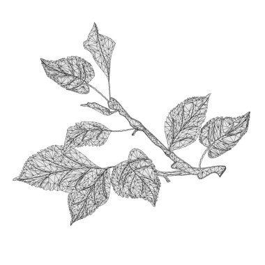 Elma ağacı ana hatları beyaz arkaplan vektör illüstrasyon el çizimi üzerinde düşük çokgen