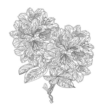 Çiçek ana hatlı çalı çırpı dağ çalısı beyaz arka plan vintage vektör illüstrasyon düzenlenebilir el çizimi üzerinde üç