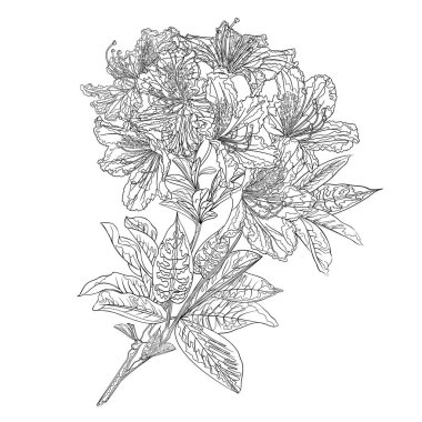 Çiçek ana hatlı çalı çırpı, rododendron dağ çalısı, beyaz arka plan, klasik vektör illüstrasyon, düzenlenebilir el çizimi.