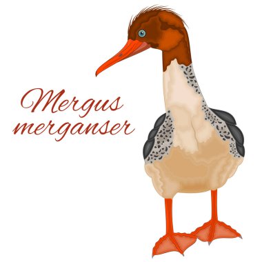Mergus merganser renkli tüyleri olan genç tatlı su kuşu suluboya vektör çizimi düzenlenebilir el çizimi