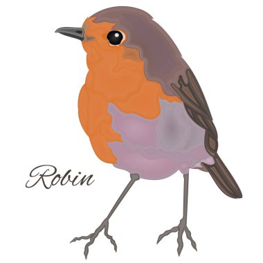 Robin of cute robin bird isolated on a white background wattercolor vintage vector illustration editable hand drawn