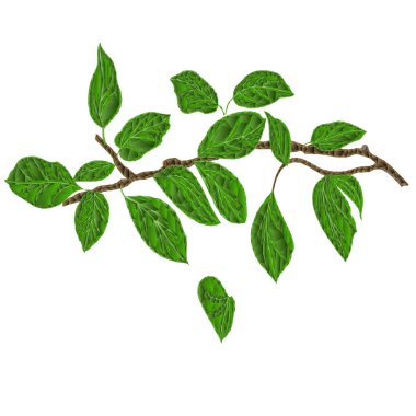 Beyaz arkaplan üzerinde armut düşük çokgen suluboya vitage vektörü illüstrasyon düzenlenebilir el çizimi