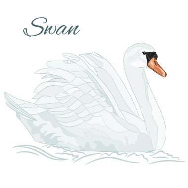 Beyaz kuğu, beyaz arkaplan vektörü illüstrasyon el çizimi üzerinde sulu boya vintage üzerinde yüzer.