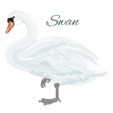 Beyaz arkaplan vektör resimleme el çizimi üzerinde duran beyaz kuğu suluboya vintage