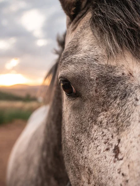 馬の正面のクローズアップの背景に夕日とカメラを見て左目 高品質の写真 — ストック写真