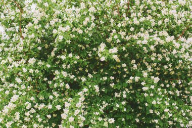 Nature background with blooming white jasmine flowers, springtime