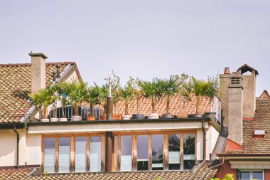 Bir sürü saksıda palmiye ağaçları olan güzel, rahat bir balkon.