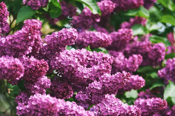 Nature Background Purple Lilac Flowers Blooming Spring Royalty Free Stock Photos