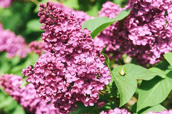 Fondo Naturaleza Con Flores Lila Púrpura Floreciendo Primavera Fotos De Stock Sin Royalties Gratis