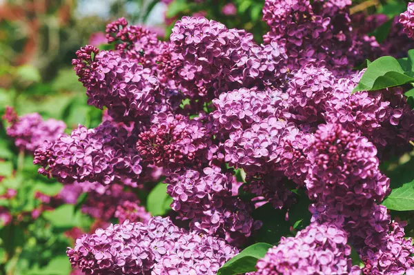 Fondo Naturaleza Con Flores Lila Púrpura Floreciendo Primavera Imagen De Stock