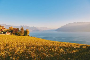 Sonbaharda İsviçre 'de Lavaux üzüm bağlarının altın manzarası