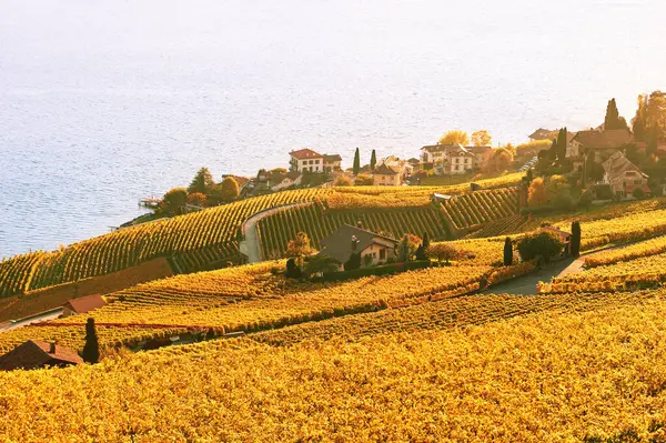 Gouden Landschap Van Lavaux Wijngaarden Herfst Zwitserland Rechtenvrije Stockafbeeldingen