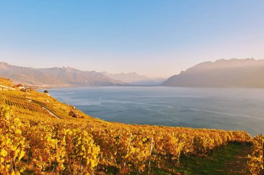 Sonbaharda İsviçre 'de Lavaux üzüm bağlarının altın manzarası