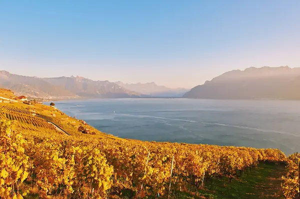 スイスの秋のラヴォーのブドウ畑の黄金の風景 ロイヤリティフリーのストック写真