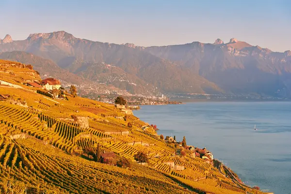Golden Landscape Lavaux Vineyards Autumn Switzerland Stock Image