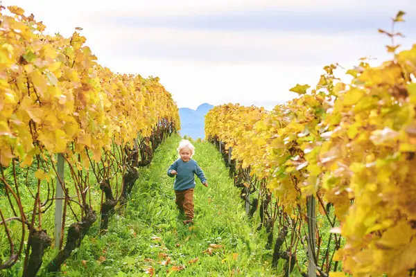 Outdoor Portrait Adorable Toddler Boy Playing Autumn Vineyards Happy Active Stock Image