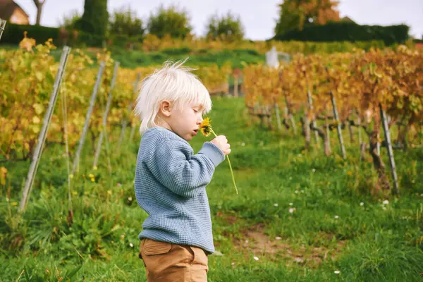 秋のブドウ畑で遊ぶ愛らしい幼い男の子の屋外の肖像画 幸せでアクティブなライフスタイル ストック写真