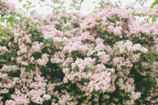 stock image Nature background with light pink Kolkwitzia amabilis pink flowers