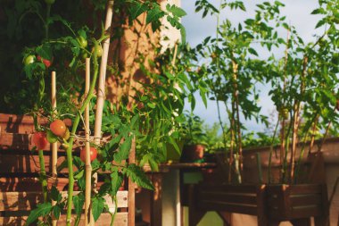 Bir sürü büyüyen domatesle yaz balkonunda.