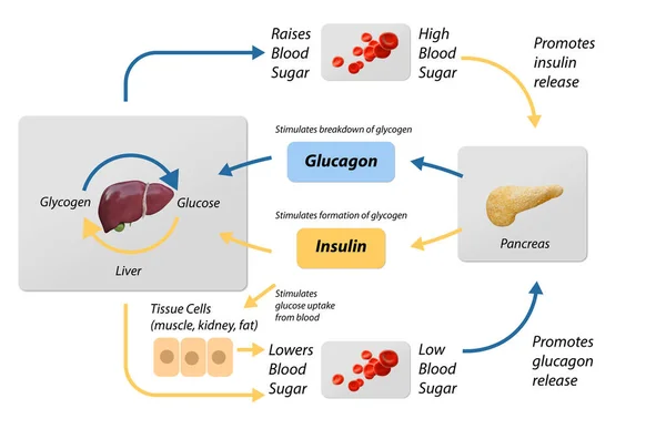 血糖调节的例子 标签工艺循环方案 教育肝脏和胰腺图与葡萄糖刺激摄取和分解 胰岛素释放解释信息图解 3D渲染 2D图形 — 图库照片